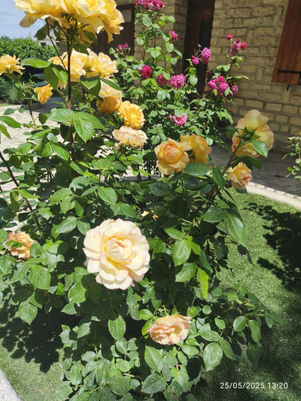 photo 52