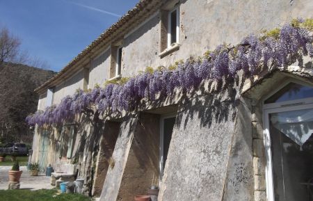 La glycine odorante au Printemps Gîte n°84G3418 Malaucène - Vaucluse - La glycine odorante au Printemps